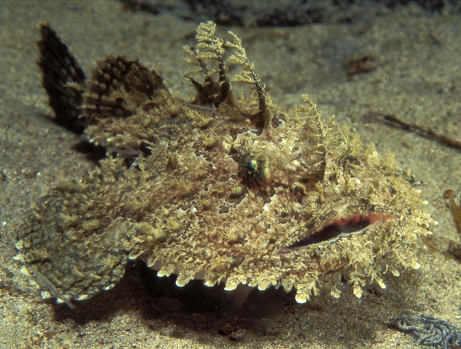 an ugly fish an ugly fish