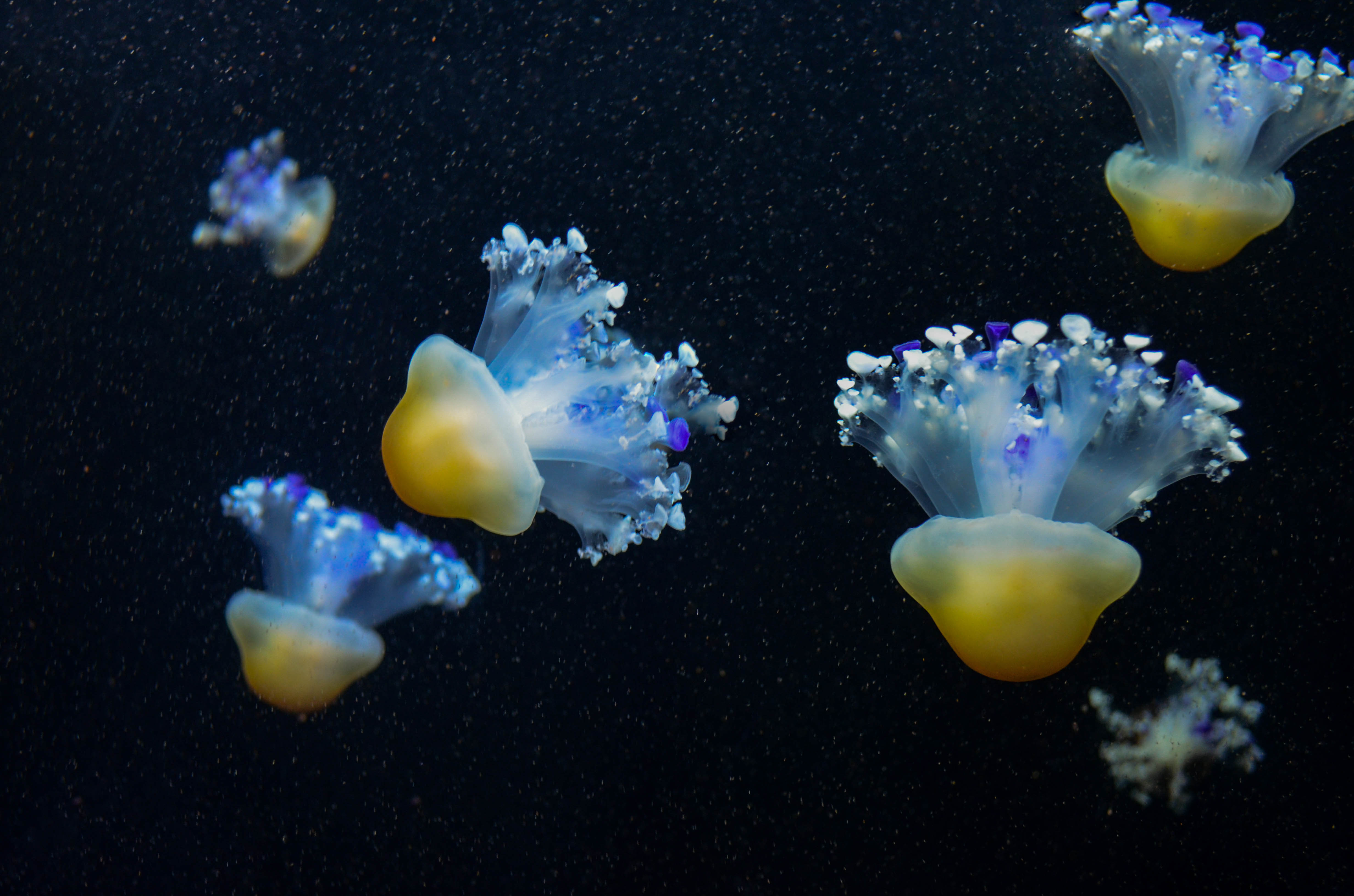 Forskningsassistent og fritidsfotograf Neža Cankar vandt i kategorien ’Makro’ med dette foto, der har titlen ’Silence Dance’. Vandmænd har eksisteret i millioner år før dinosaurene, og vi skylder dem tak for at have revolutioneret naturvidenskaben, efter det grønne fluorescerende protein GFP blev opdaget i en art. Proteinet åbnede for et nyt perspektiv i – et direkte kig på den indre verden af celledelt aktivitet.