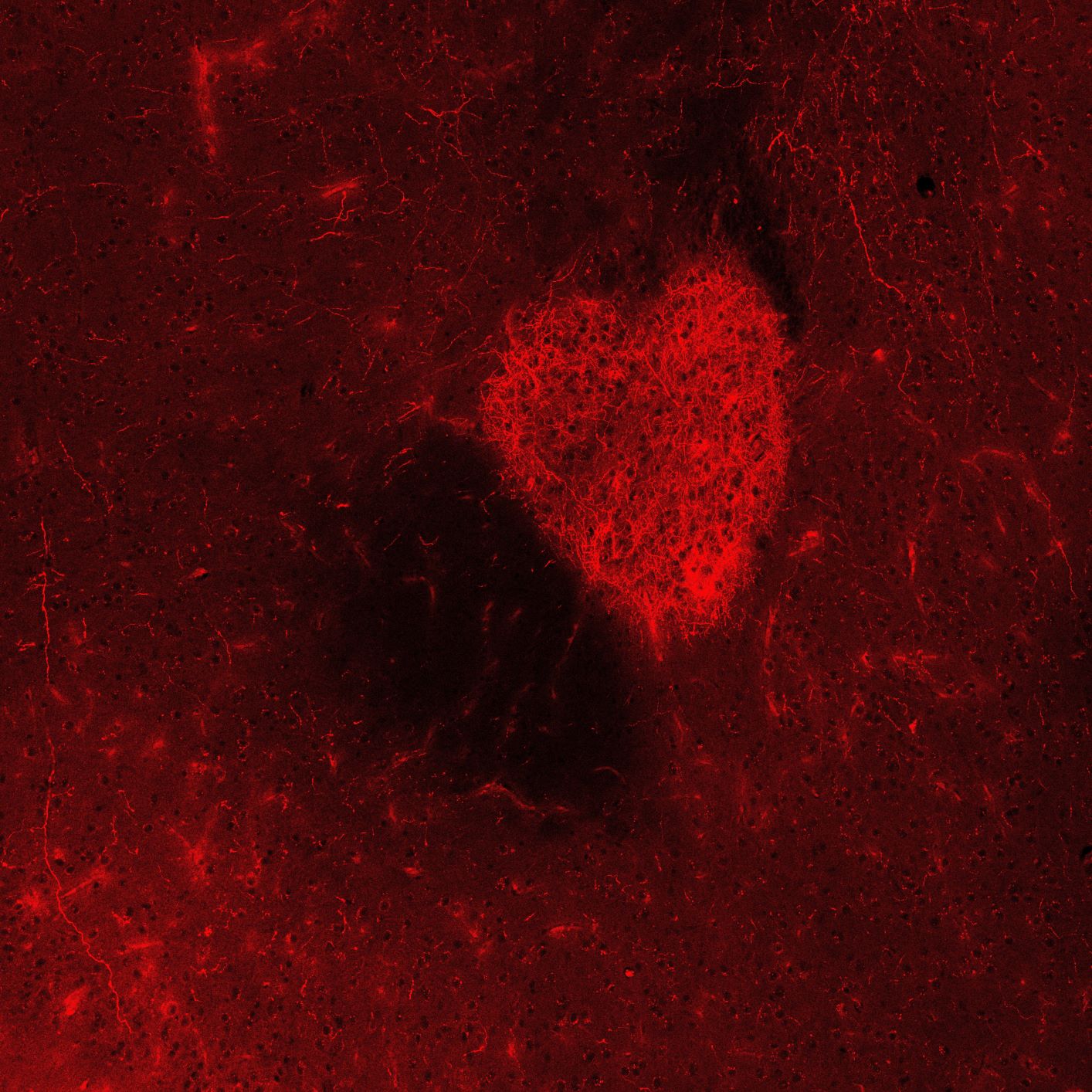 Kulturnat-gæsternes favorit ’Brainheart’ forestiller musens hjerteformede hjernestruktur, som kun er 0,4 millimeter høj og 0,35 millimeter bred og består af tusindvis af bittesmå hjernefibre, der indeholder signalstoffet dopamin. I ophavsmandens forskning undersøges det, hvornår dopamin frigives under forskellig slags adfærd. Der sker sjovt nok en meget stor dopaminfrigørelse, når en han ser eller snuser til en hunmus. Vinderen i kategorien ’Culture Night Public Choice.