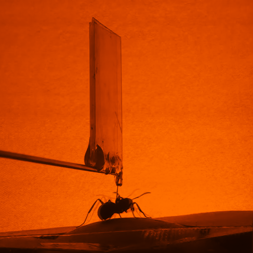 Specialestuderende Mikkel Roald-Arbøl har skabt værket ’Where to Next’, der spørger hvad der foregår i sindet på en myre. Han har målt på den neurale aktivitet i dyret, mens det bevæger sig omkring på en flamingokugle i et virtuelt skabt miljø, og det er aldrig set før. Vinder i kategorien ’Best Instrument’.