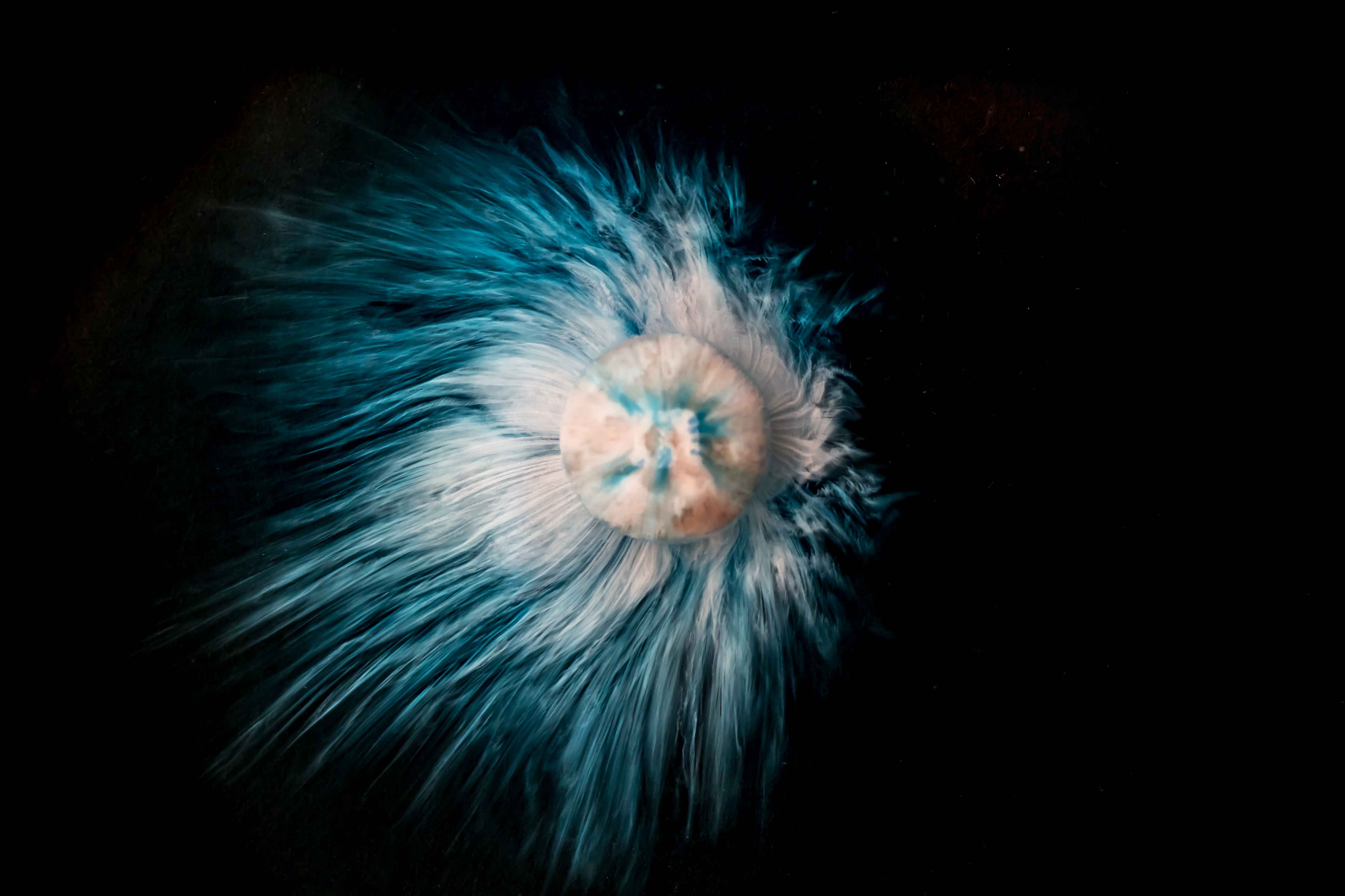 Vinderen af det hele. Titlen er ’A demonstration of diffusion’, og kunstneren hedder Lasse Saaby. I dette billede blev en blå M&M placeret i en petriskål fyldt med renset vand. Det blå farvelag blev opløst næsten med det samme. Så blev den underliggende hvide skal af sukker opløst og faldt til bunds omkring pastillen som delvist opløst sukker. Som sukkeret opløses, vil det bevæge sig væk fra chokoladepastillen, hvor sukkerkocentrationen er høj, til det omkringliggende vand, hvor sukkerkoncentrationen er lav - det kaldes diffusion.