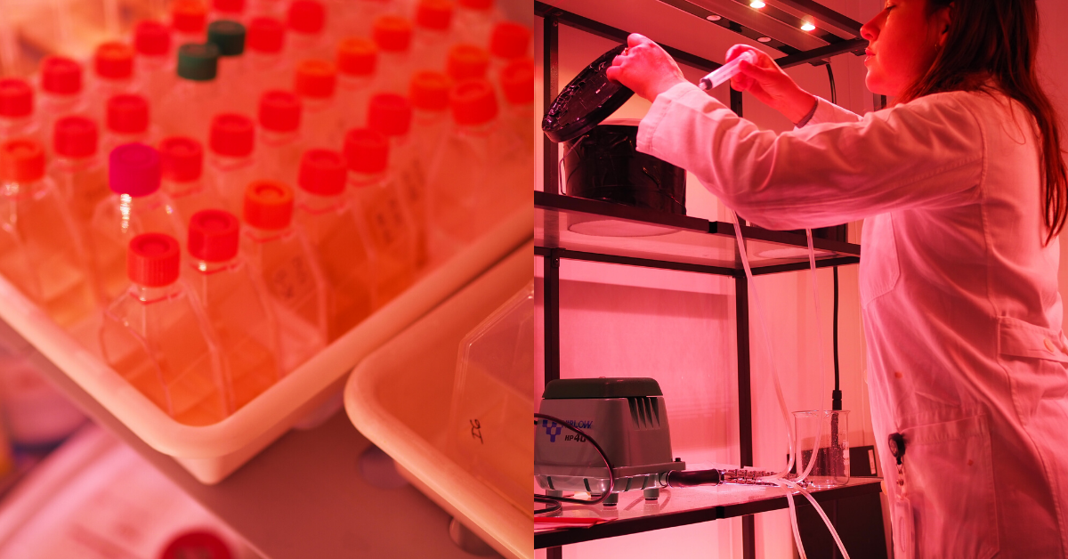 Ph.d.-studerende Anna Olesen fodrer vandlopper og fotograferer med selvudløser. Vi har mødt hende til en snak om alger, work-life balance og positive sideeffekter af Covid-19.