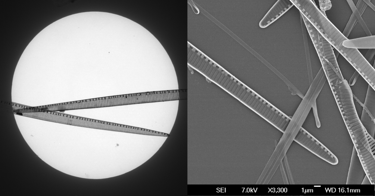 En giftig kiselalgeart ved navn Pseudo-nitzschia fotograferet med et mikroskop, der kan forstørre 120.000 gange, elektron-mikroskopi hedder det. Anna Olesen bruger mønstrene, detaljerne, til at artsbestemme algerne med. 