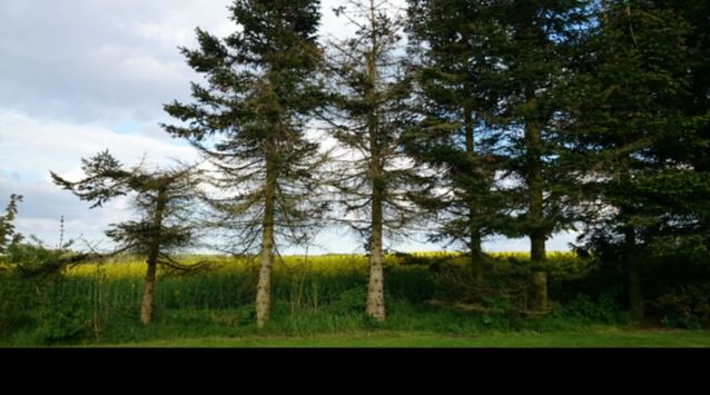 Phd thesis in forestry