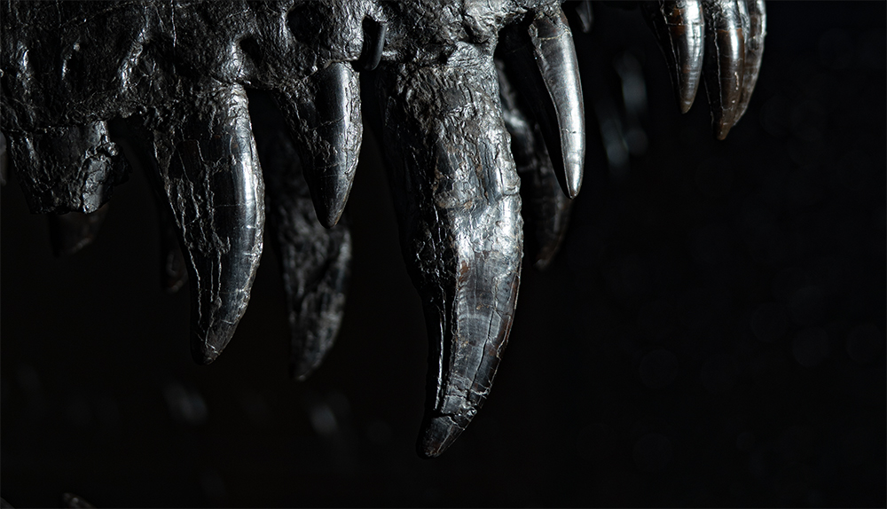 The skull of the Danish-owned T-Rex is unique in its perfection. It consists of 98 per cent original material, including all the teeth that are up to 30 centimetres long.