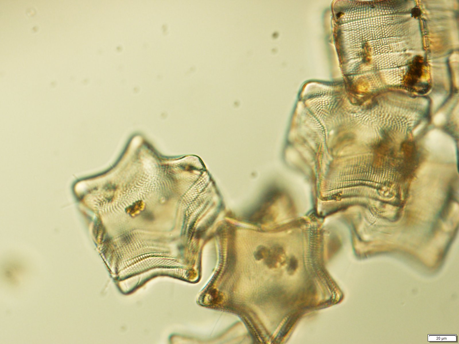 Vil det lykkes at få de nuttede kiselalger til at gå i kultur inden jul?