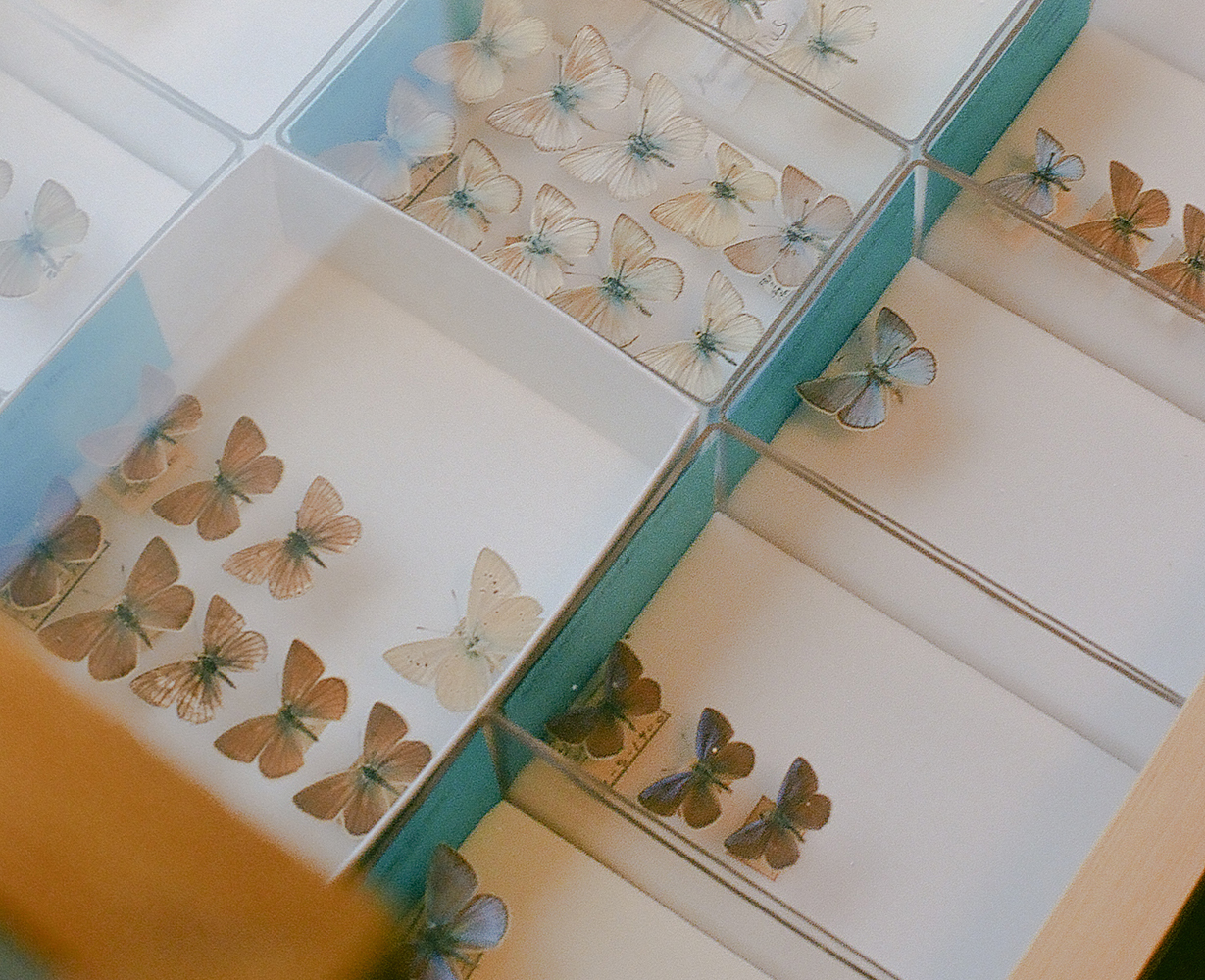 He is currently helping catalogue the Zoological Museum's huge collection of butterflies — the 10th largest collection in the world.
