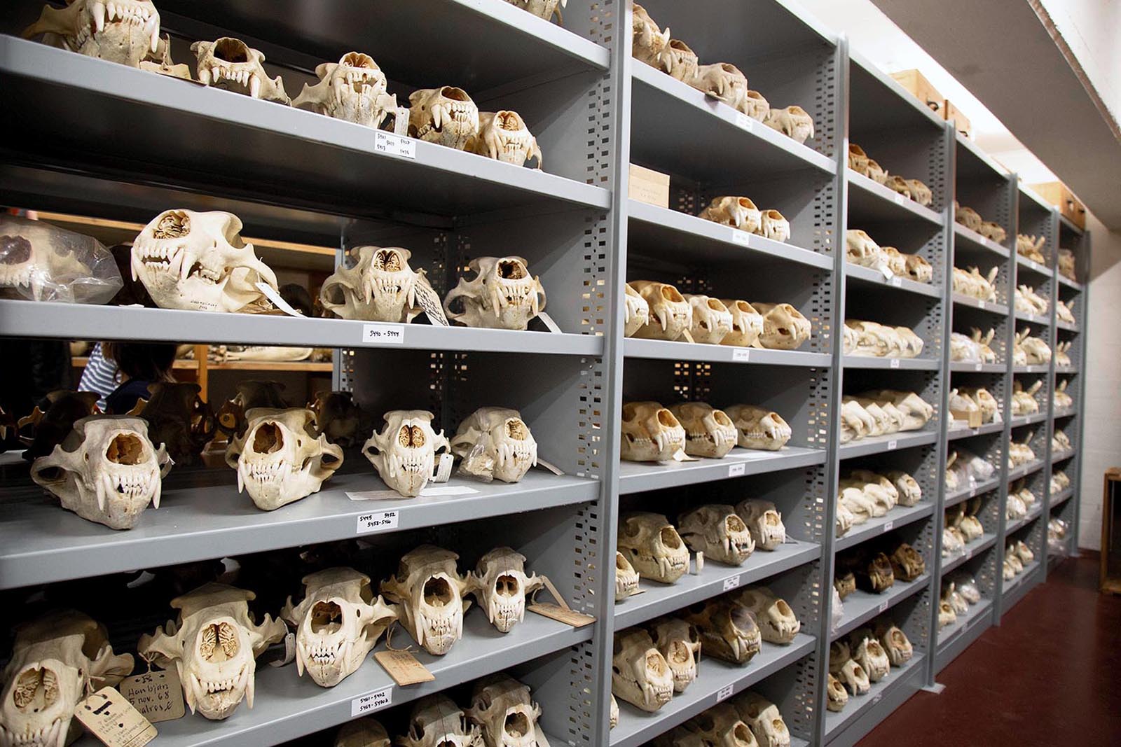 Det er en imponerende samling af store isbjørnekranier, der ligger i magasinerne hos Statens Naturhistoriske Museum. Nu skal den igennem et stort dansk og europæisk digitaliseringsprojekt med i alt 1,5 mia. genstande.