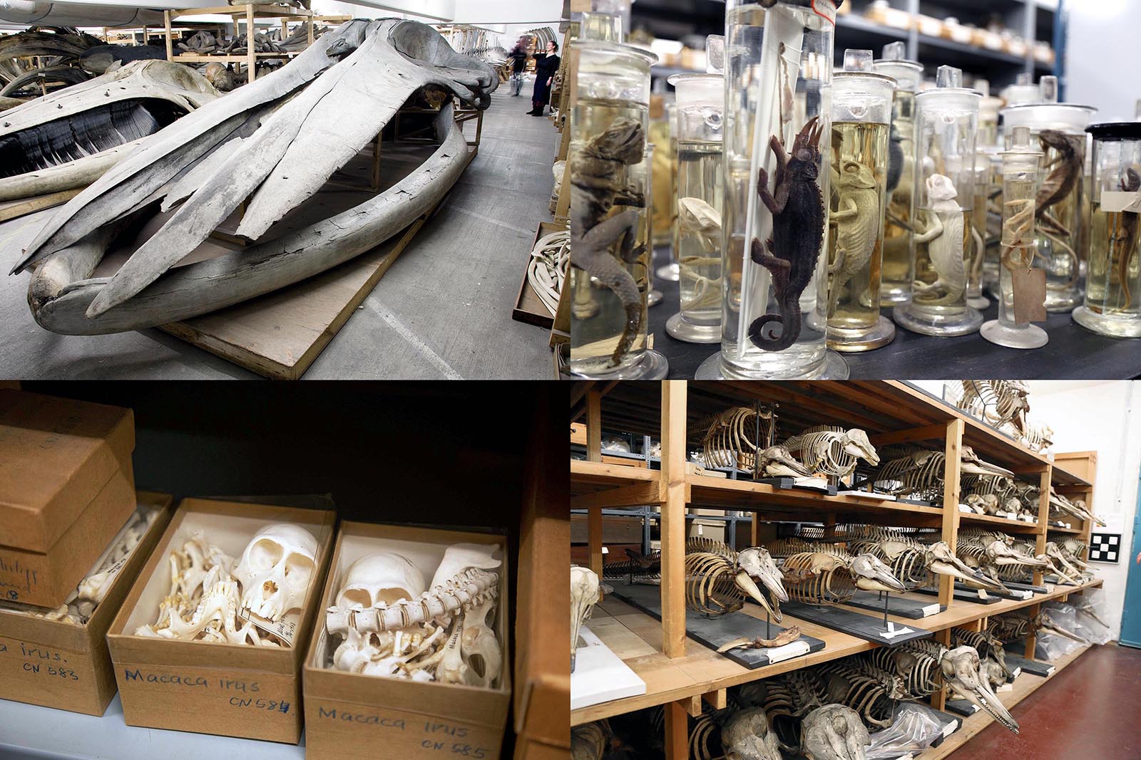 Effekter til digitalisering og demokratisering, så flere kan få glæde af dem. Øverst til venstre er det skeletdele af en blåhval; til højre kamæleoner på glas med sprit. Nederst til venstre er der skeletdele af makakaber i kasser; til højre er det småhvaler fra museets samling. 