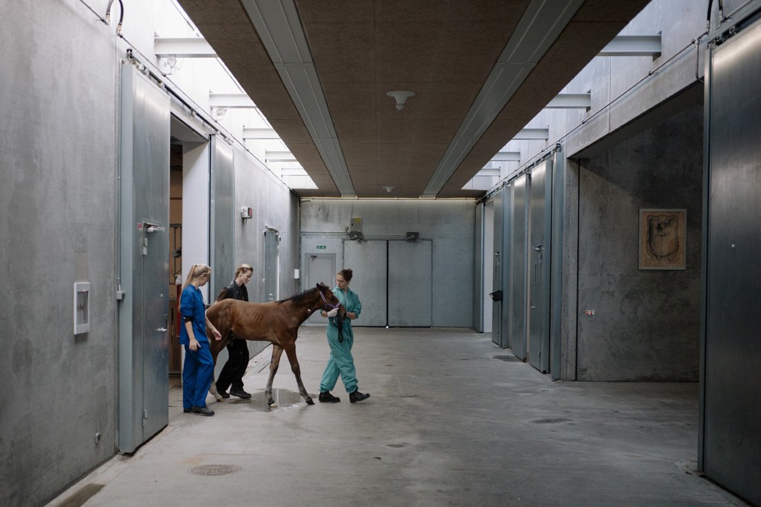 Arkivfoto fra Universitetshospitalet for Store Husdyr i Taastrup, Københavns Universitet.