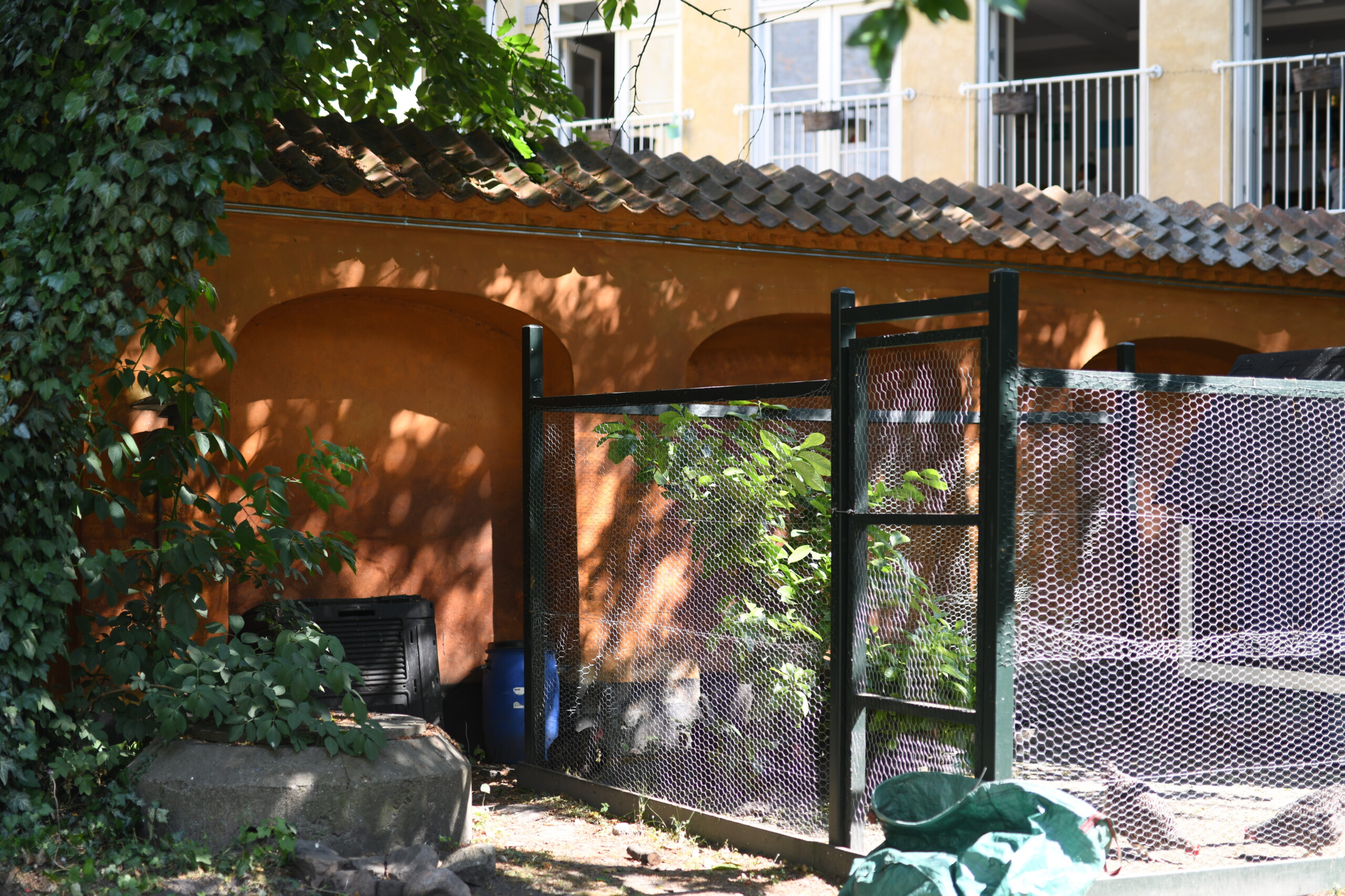 Hønsegården passes af hønselavet, der efter et husmøde blev enige om at kollegiet da skulle have høns!