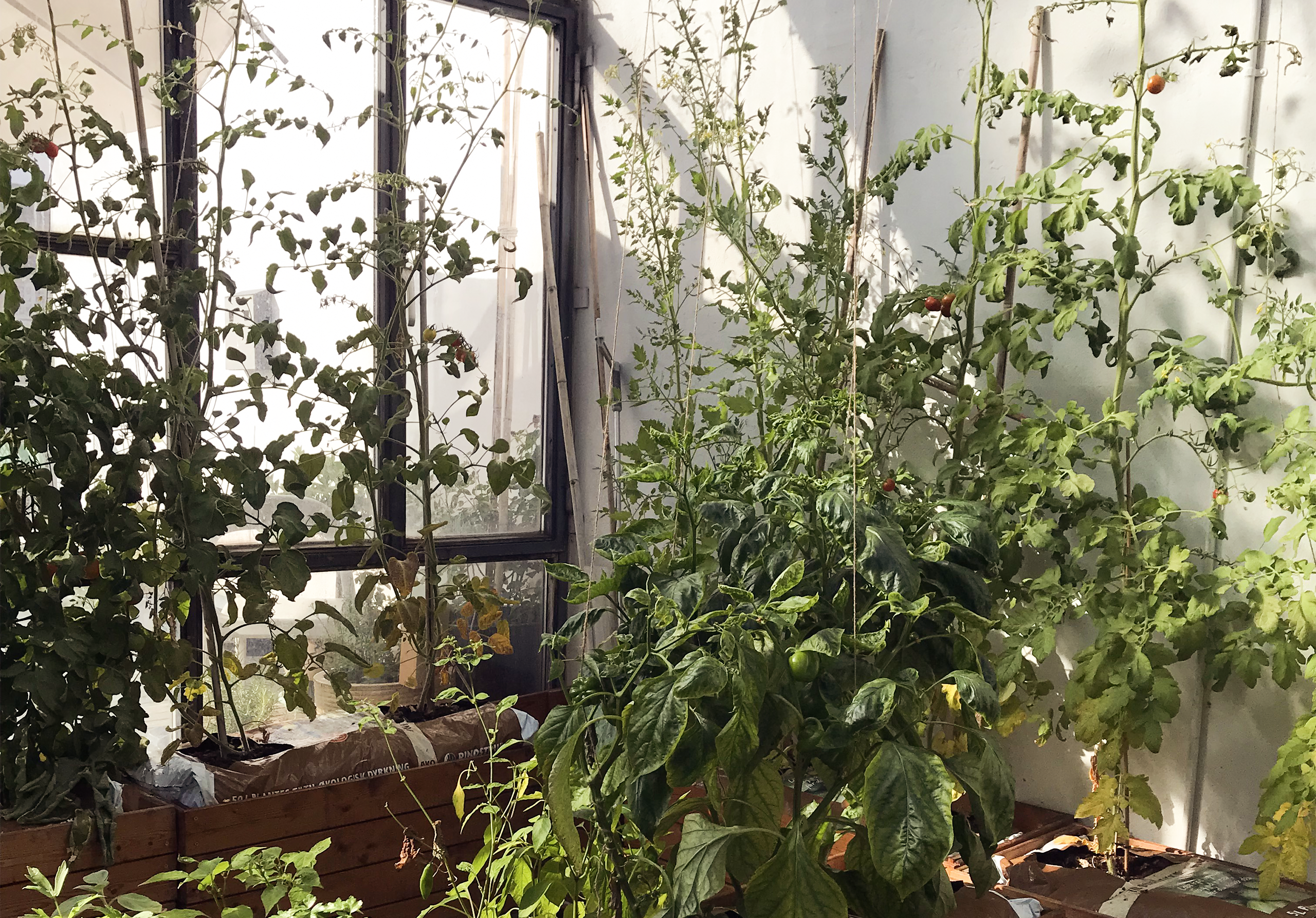 På taget ligger Sofiegårdens drivhus.