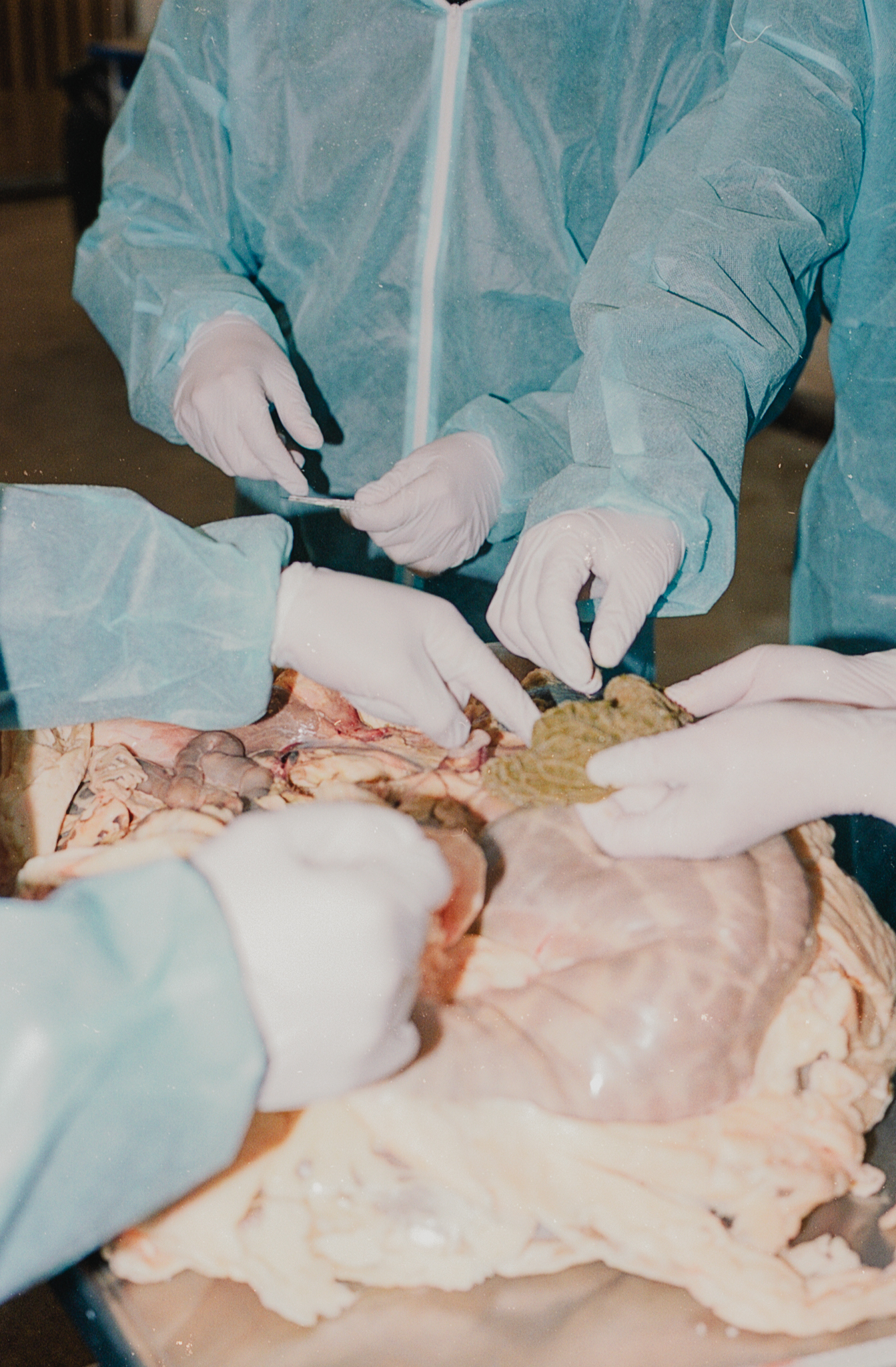 The boys' group spends the morning dissecting a set of sheep intestines and four stomachs. After a quick cut, each stomach is turned inside out to examine their filtration systems.