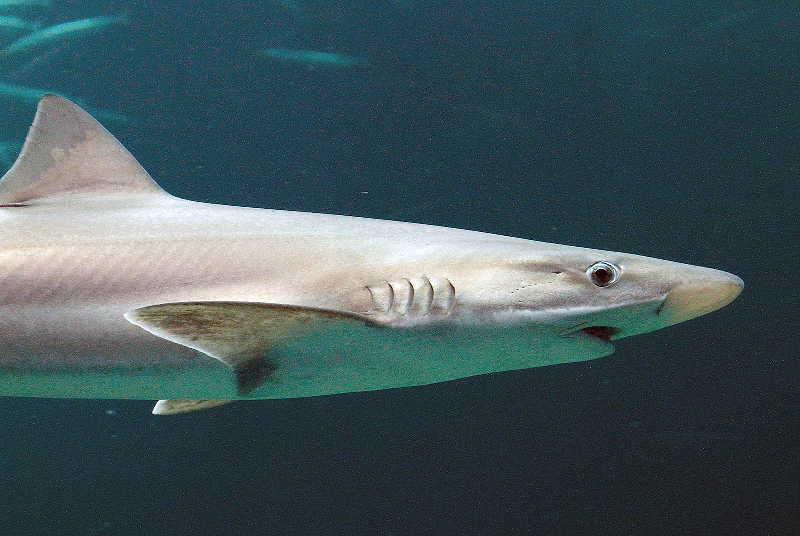 En gråhaj, arten som skal dissekeres i Øresundsakvariet.