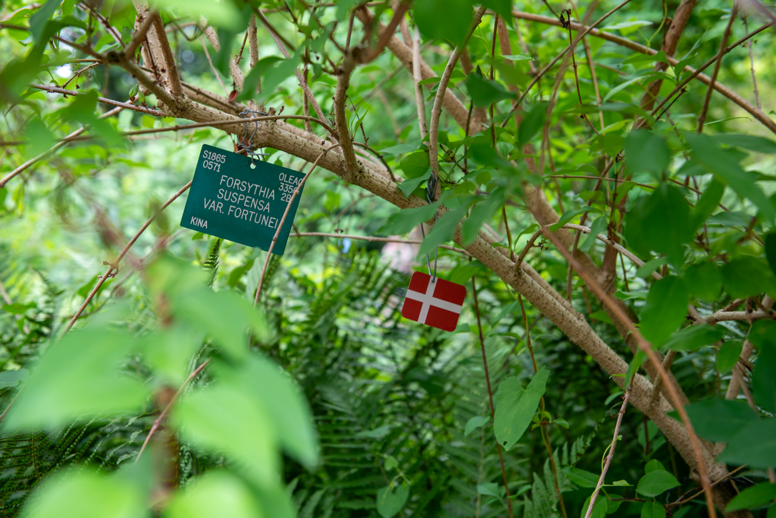 I anledning af jubilæet har de planter, der fylder rundt, fået fødselsdagsflag.