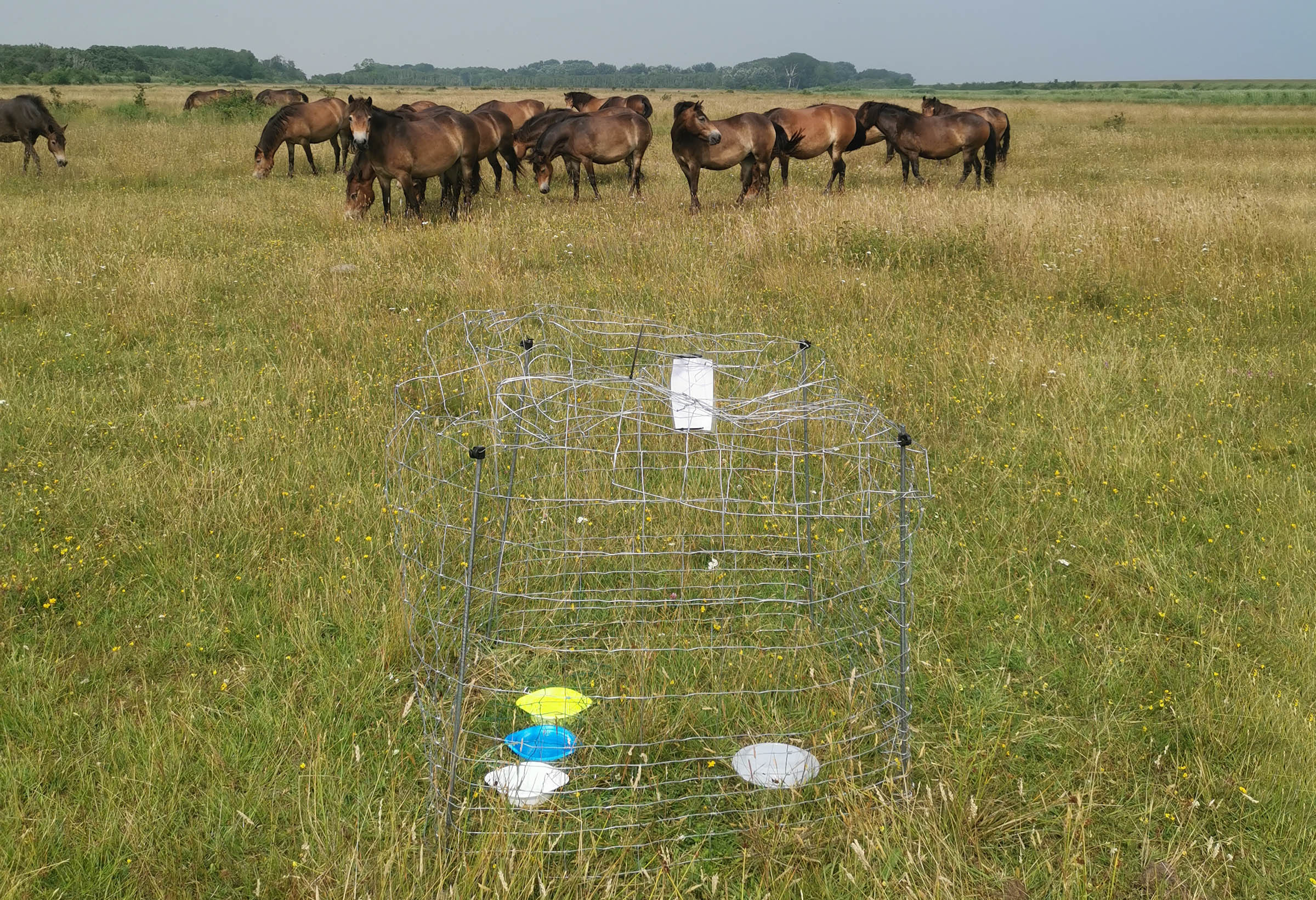 A so-called pan trap for bees fenced by a steel grid to protect the samples.