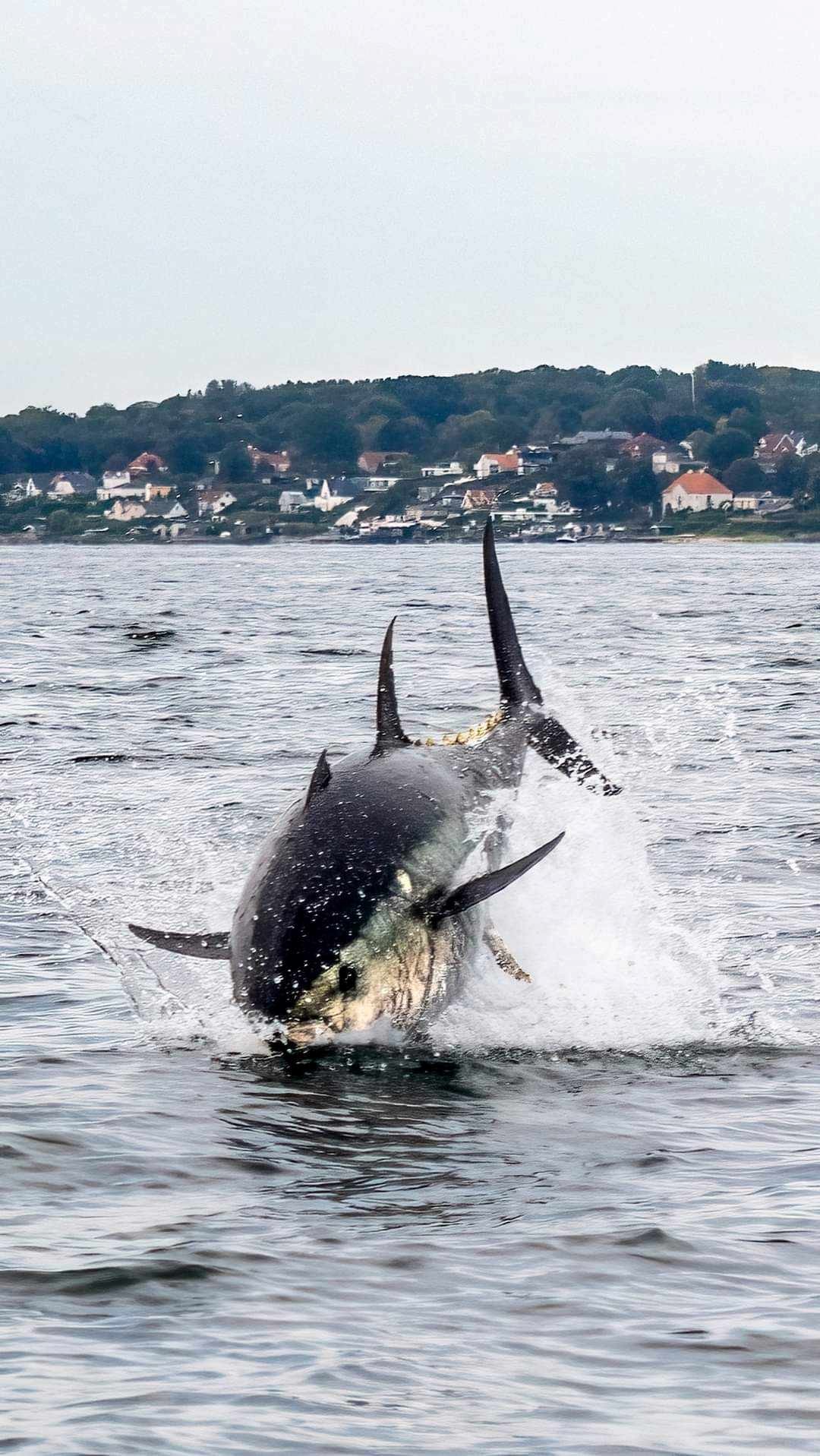 Monstertun i Øresund. 