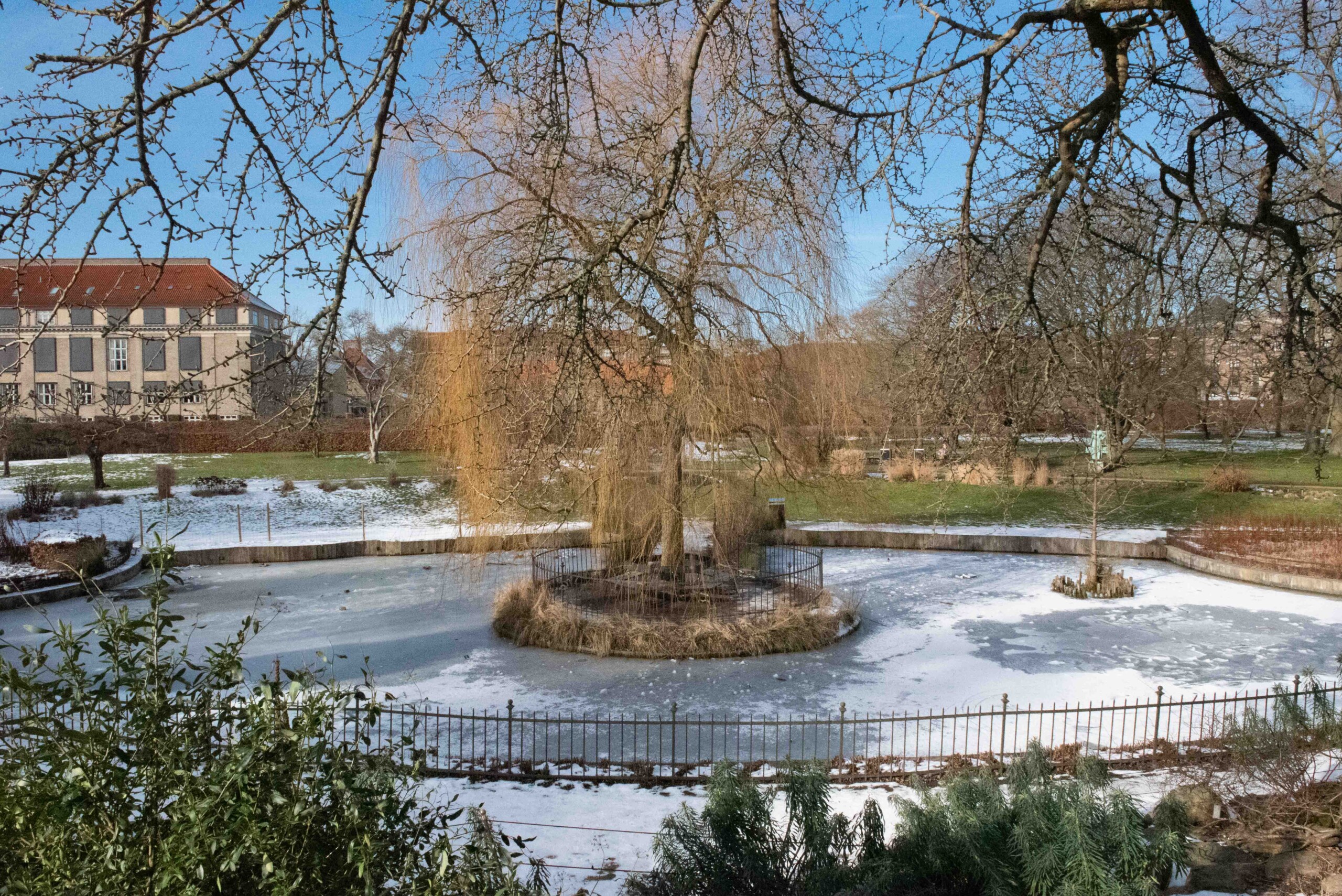 Der er is på den lille dam med hængepilen i Landbohøjskolens have, da Uniavisen besøger den i februar.