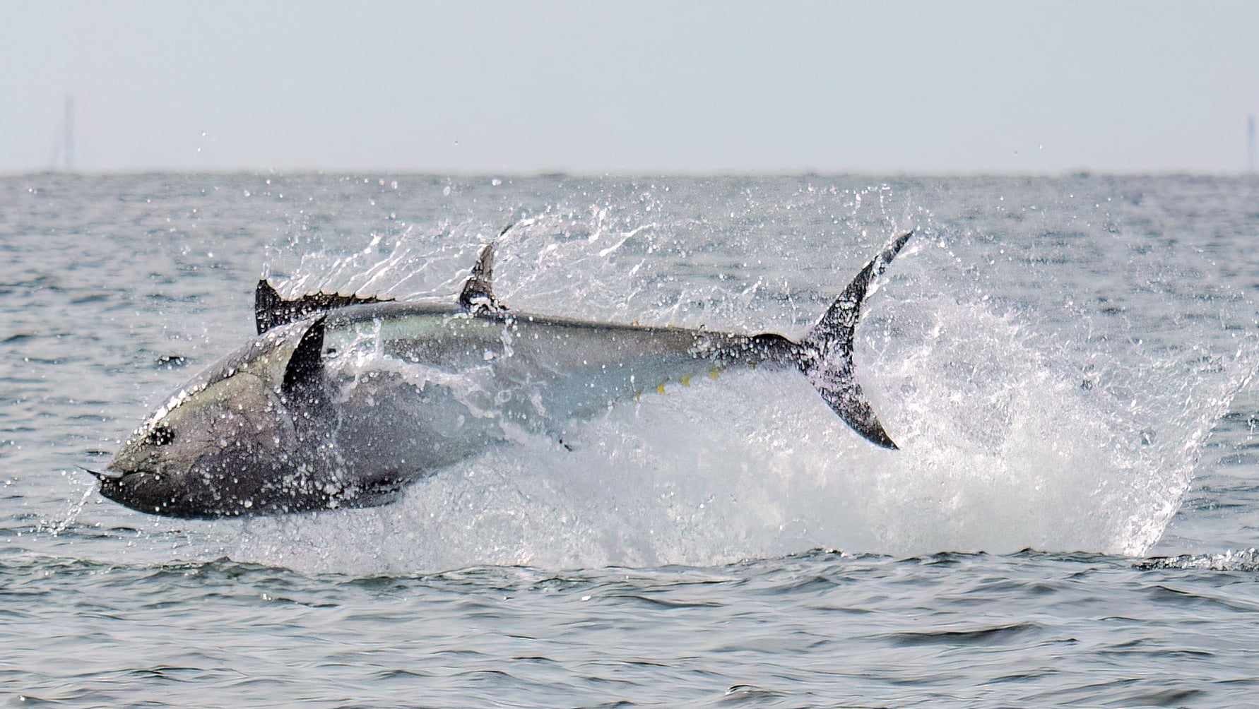 Sådan ser det ud, når de kæmpemæssige tun springer. 