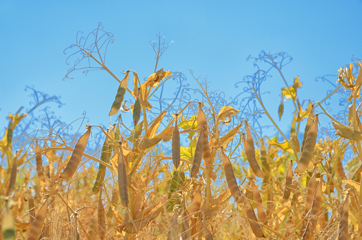 Forskerne er gået i frøbanken for at undersøge, hvilke ældre danske ærtesorter, der kan erstatte sojabønnen i fødevareproduktionen.