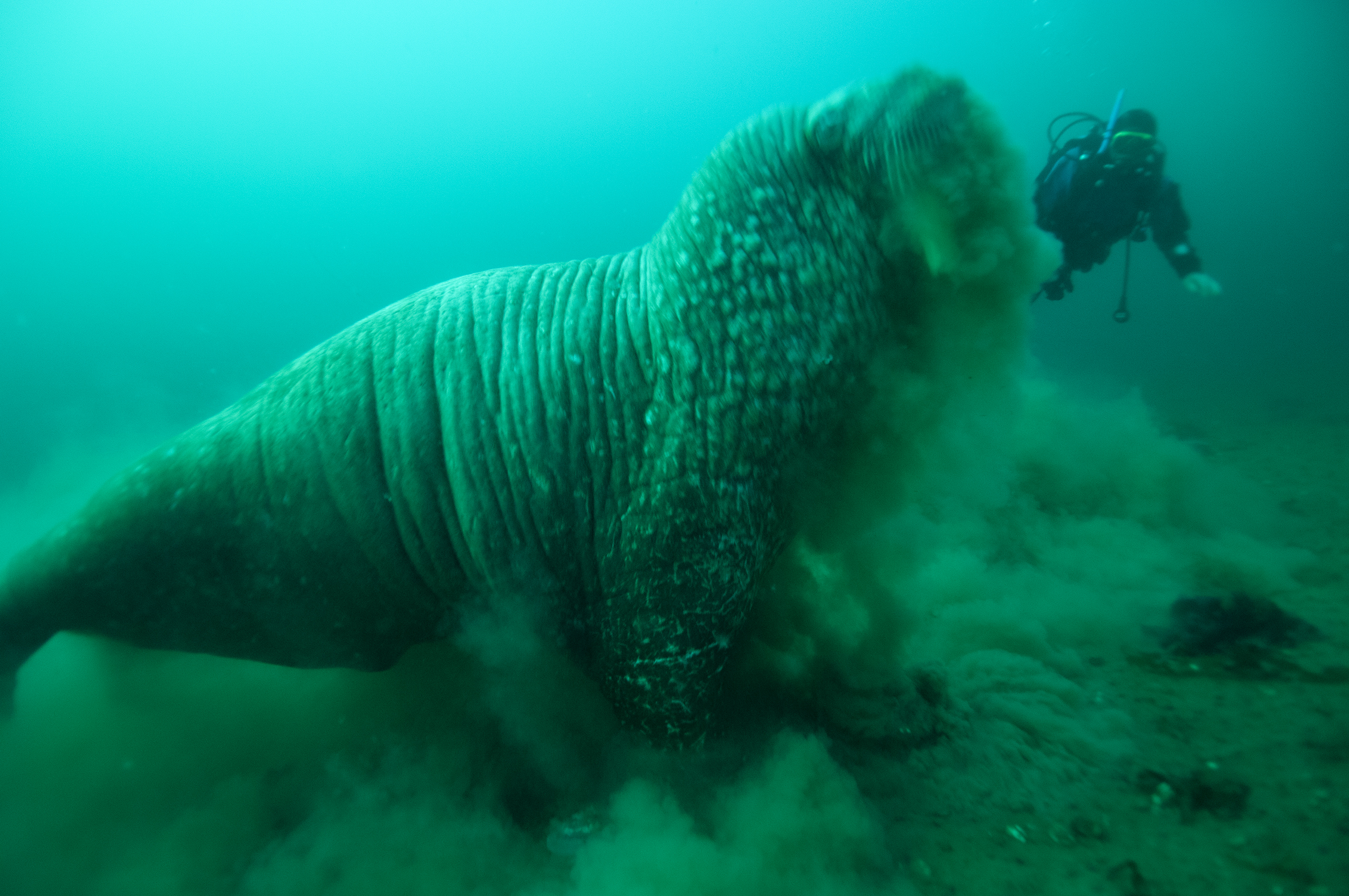 Efter at have ædt muslinger dybt nede i havbunden løfter hvalrossen hovedet med mudderet drivende fra skægget. Det er tid at vende tilbage til overfladen og trække vejret.