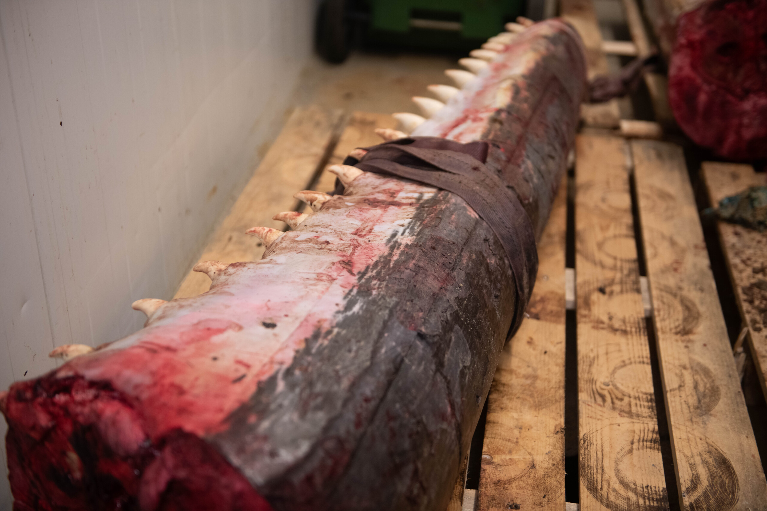 Kaskelothvalen er verdens største rovdyr, og dens føde består hovedsageligt af blæksprutter. De skarpe tænder er også populære i fremstillingen af tupilakker.