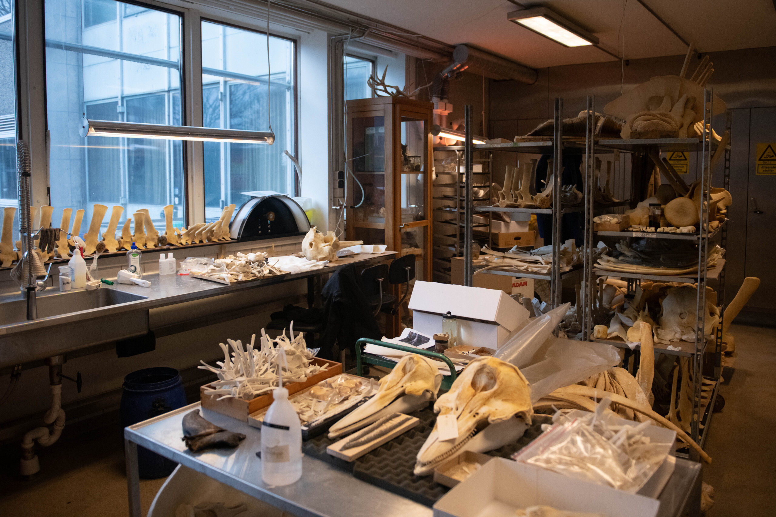 Samlingen omfatter både vilde dyr og dyr fra zoologiske haver.