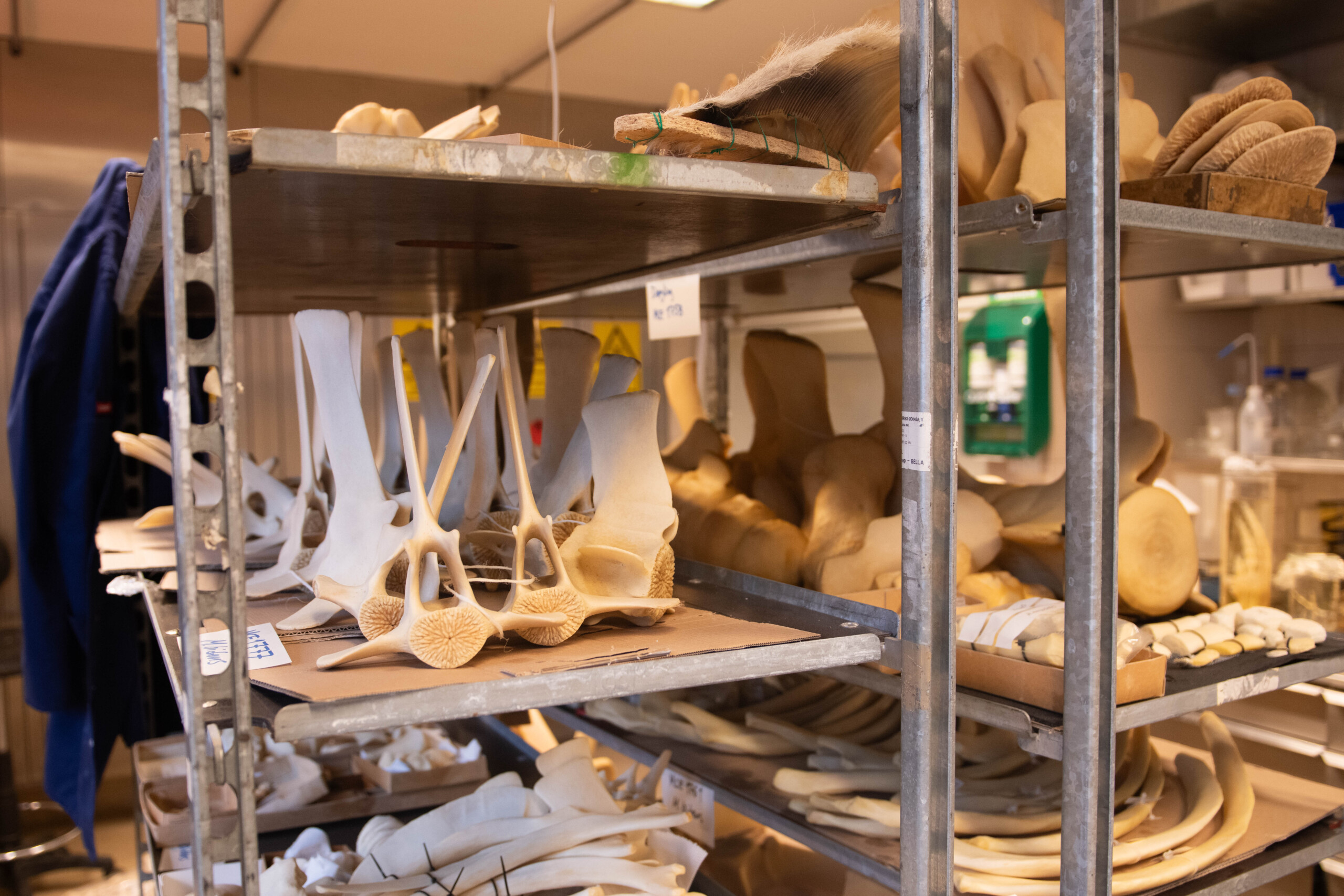 Dissektionsrummet er fyldt med alverdens knogler fra både danske og eksotiske dyr.