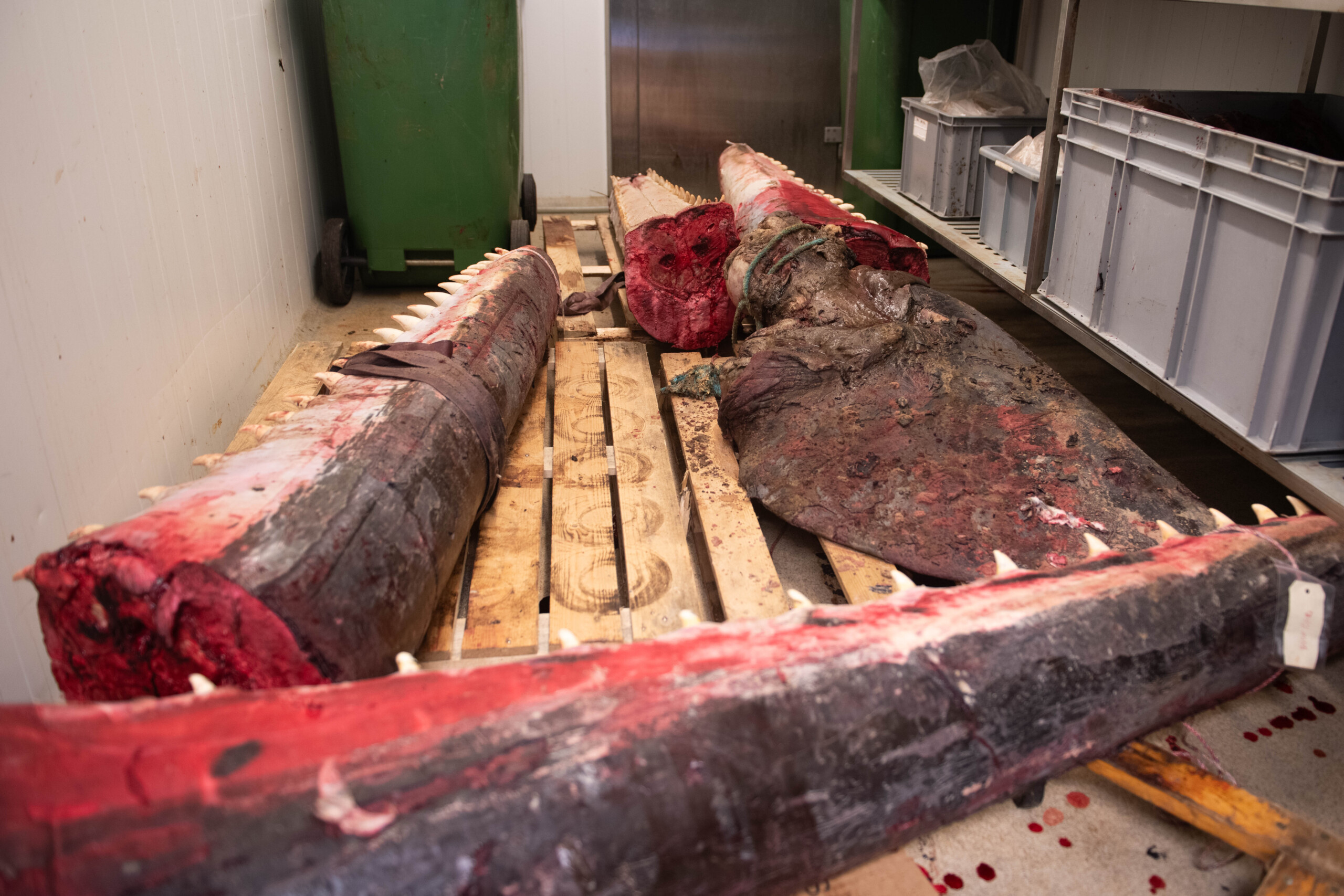 Fire af de i alt seks underkæber, som nu er ved at blive renset, så der til sidst kun er knogler og tænder tilbage.