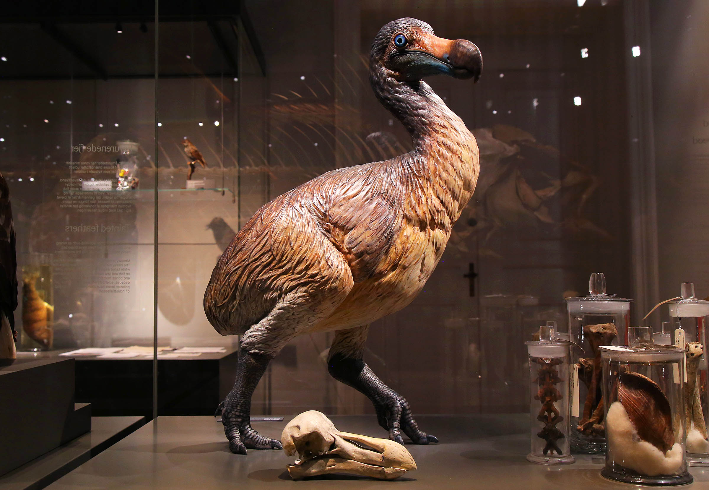 Sådan regner man med, at dronten har set ud. Det er Statens Naturhistoriske Museum, der har lavet en model af fuglen baseret på beretninger og tegninger, der er over 400 år gamle, for ingen udstoppede eksemplarer har overlevet.